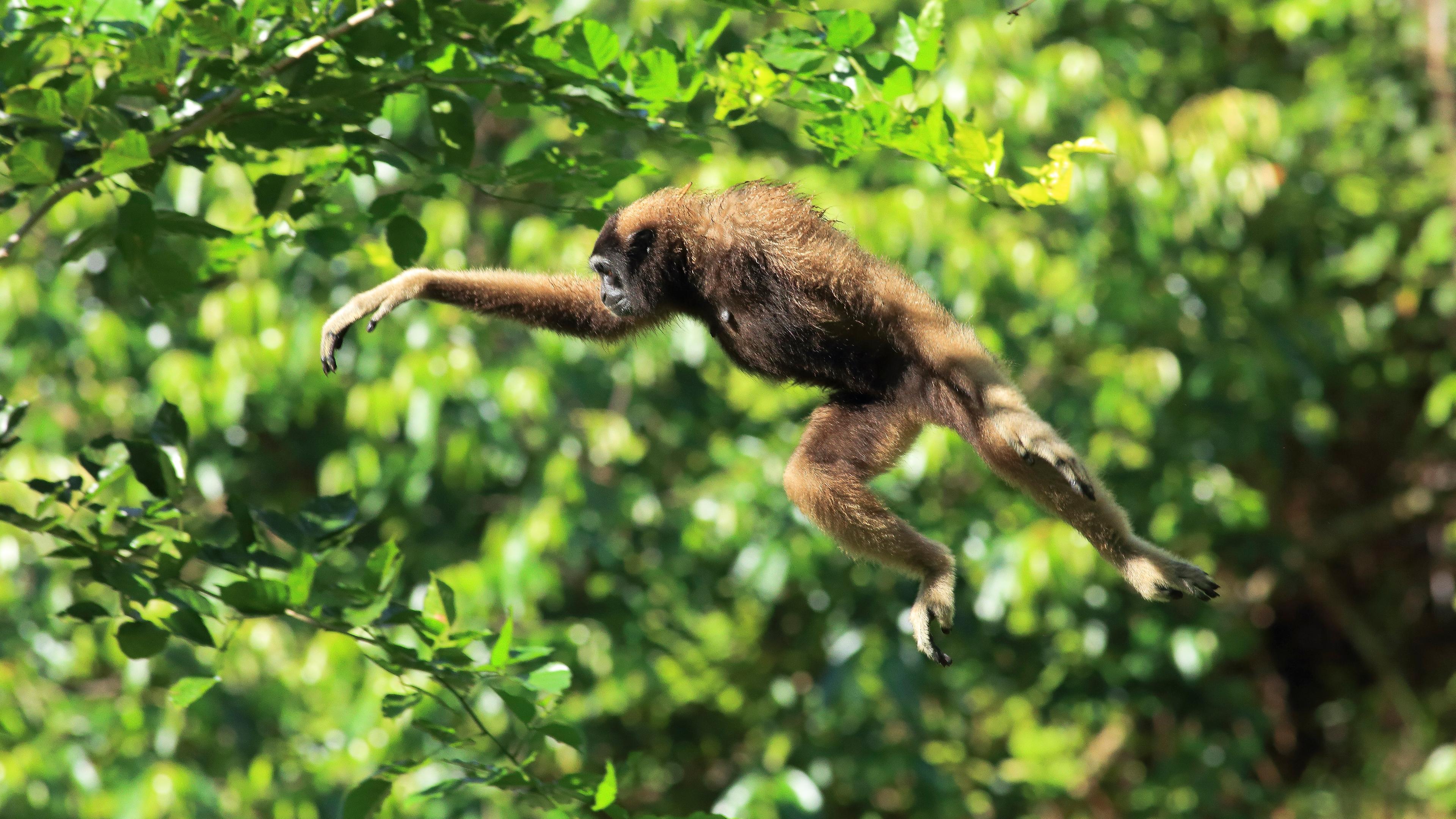 Gibbon im "Flug"