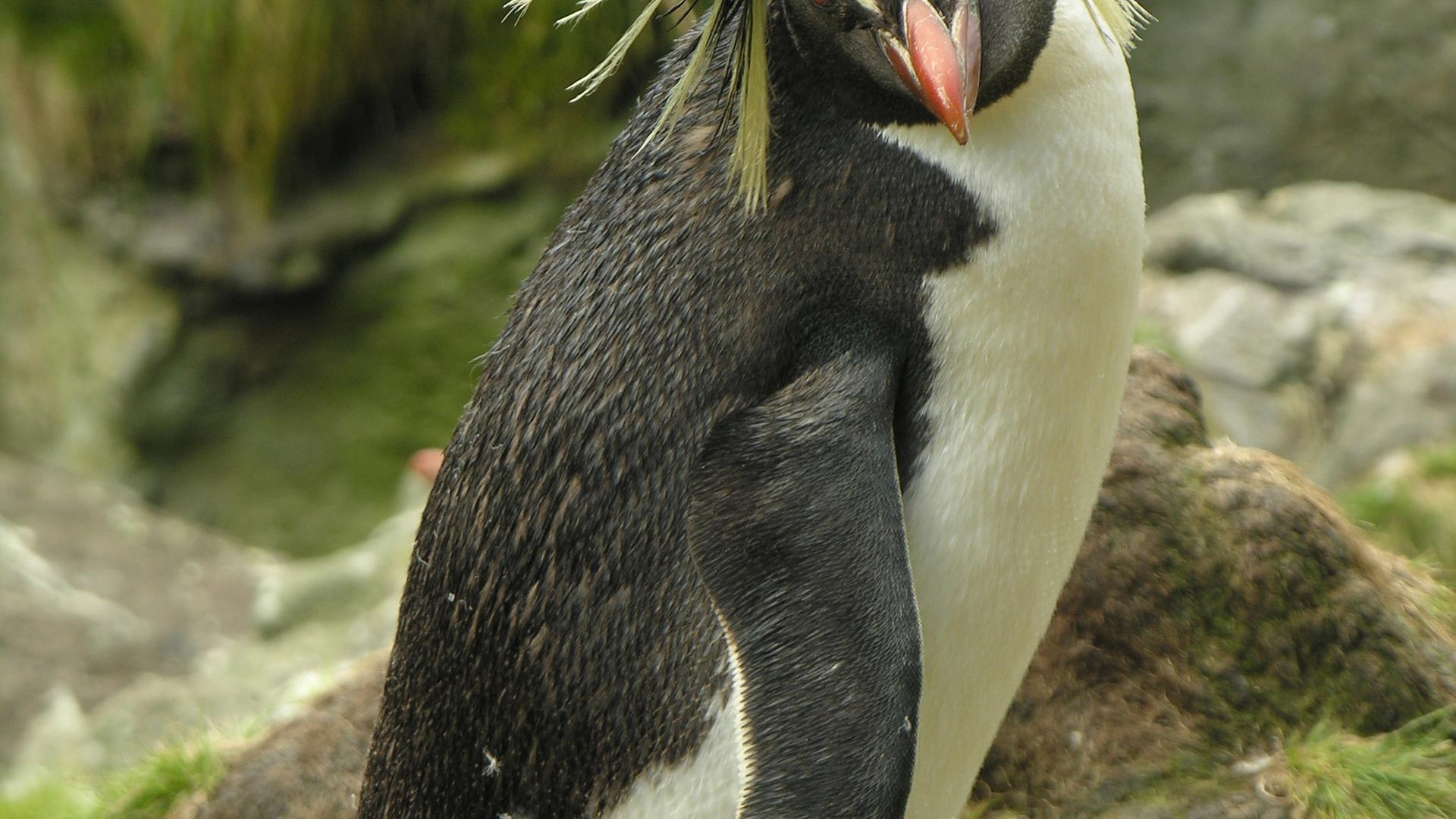 "Wilde Schönheit - Inseln im Atlantik": Ein Pinguin steht auf einem Felsen und guckt schräg nach unten.