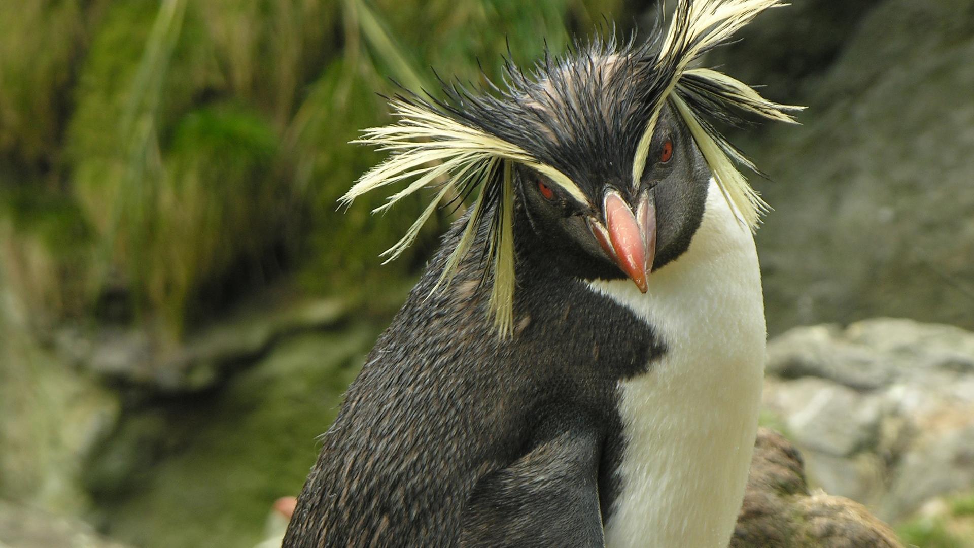 "Wilde Schönheit - Inseln im Atlantik": Ein Pinguin steht auf einem Felsen und guckt schräg nach unten.