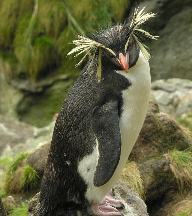 "Wilde Schönheit - Inseln im Atlantik": Ein Pinguin steht auf einem Felsen und guckt schräg nach unten.