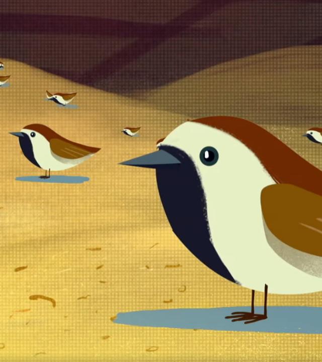 Spatzen als Illustration
