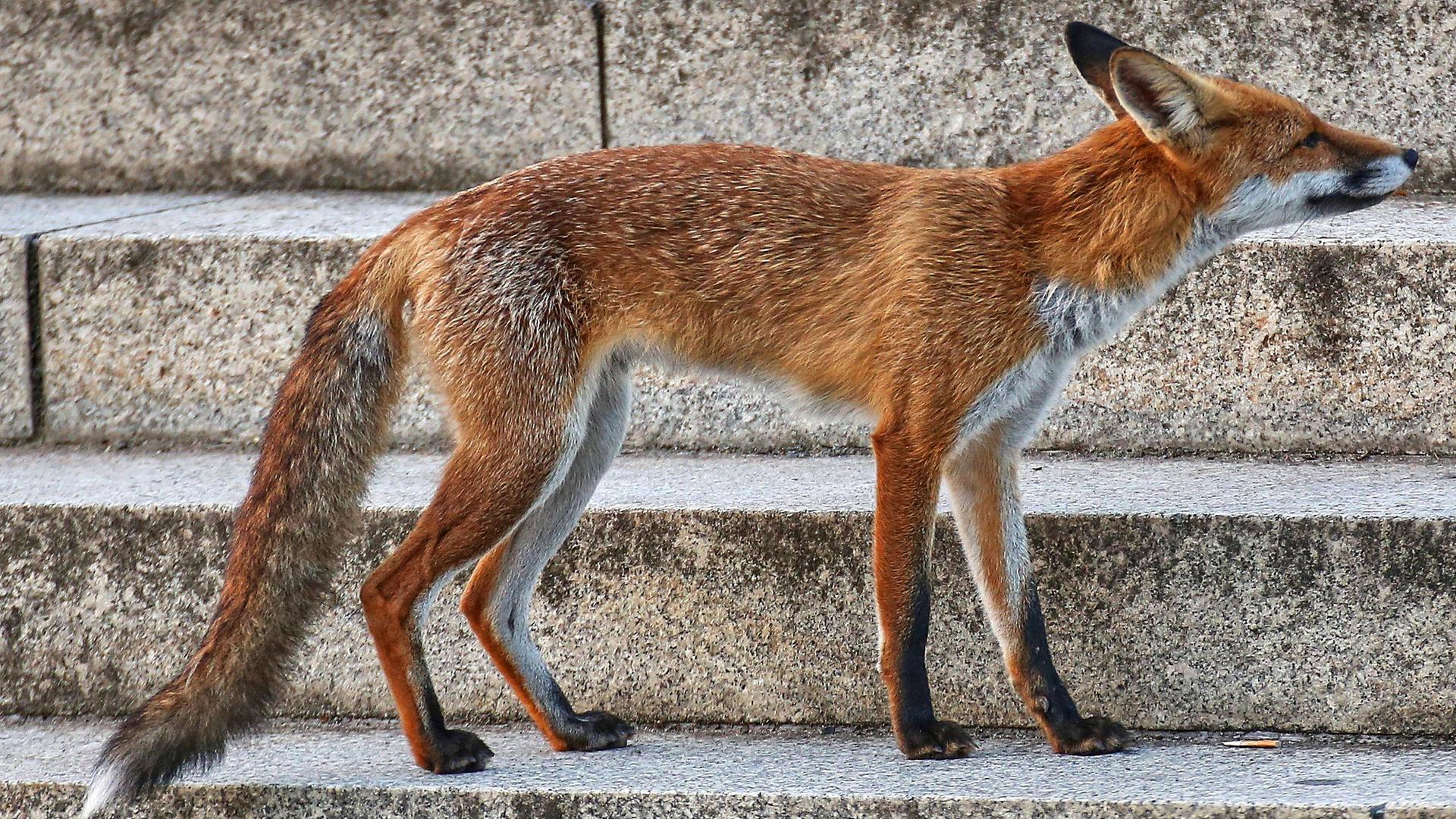 Ein Fuchs in der Stadt auf der Treppe vor dem Deutschen Bundestag