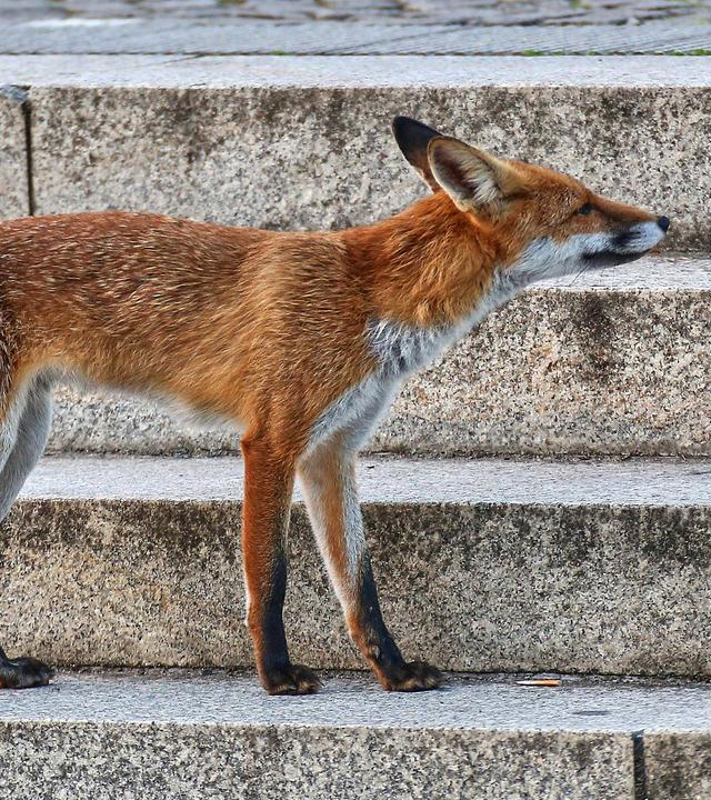 Ein Fuchs in der Stadt auf der Treppe vor dem Deutschen Bundestag