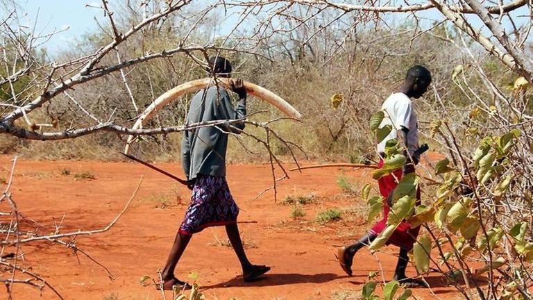 Planschende Elefanten