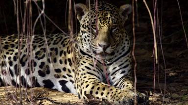 Zdfinfo - Wildes Pantanal: Jaguar-land