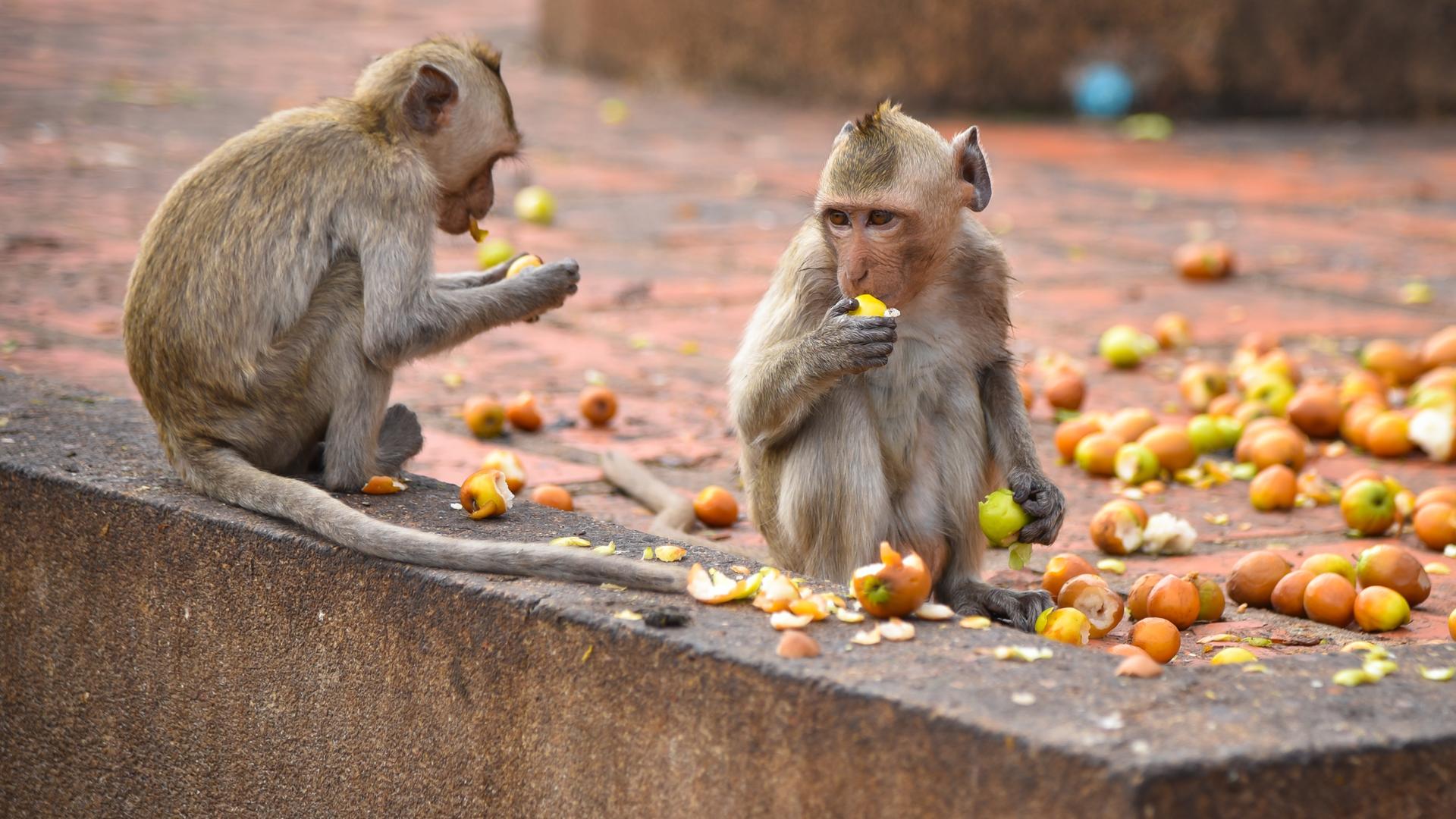 Makaken in einer Stadt, sie fressen Äpfel.
