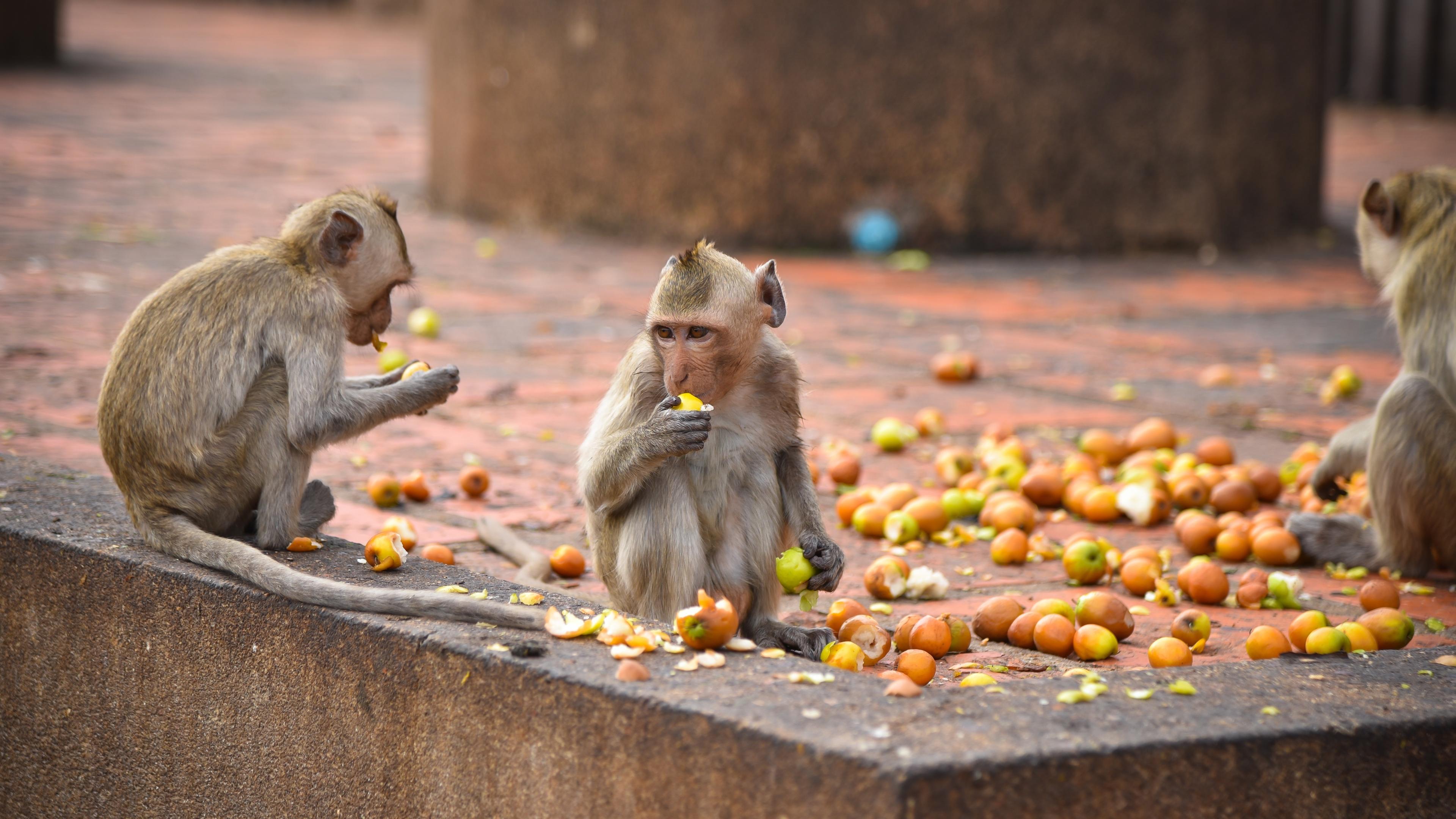 Makaken in einer Stadt, sie fressen Äpfel.