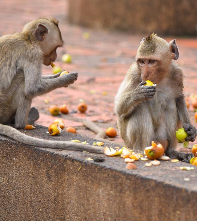 Makaken in einer Stadt, sie fressen Äpfel.