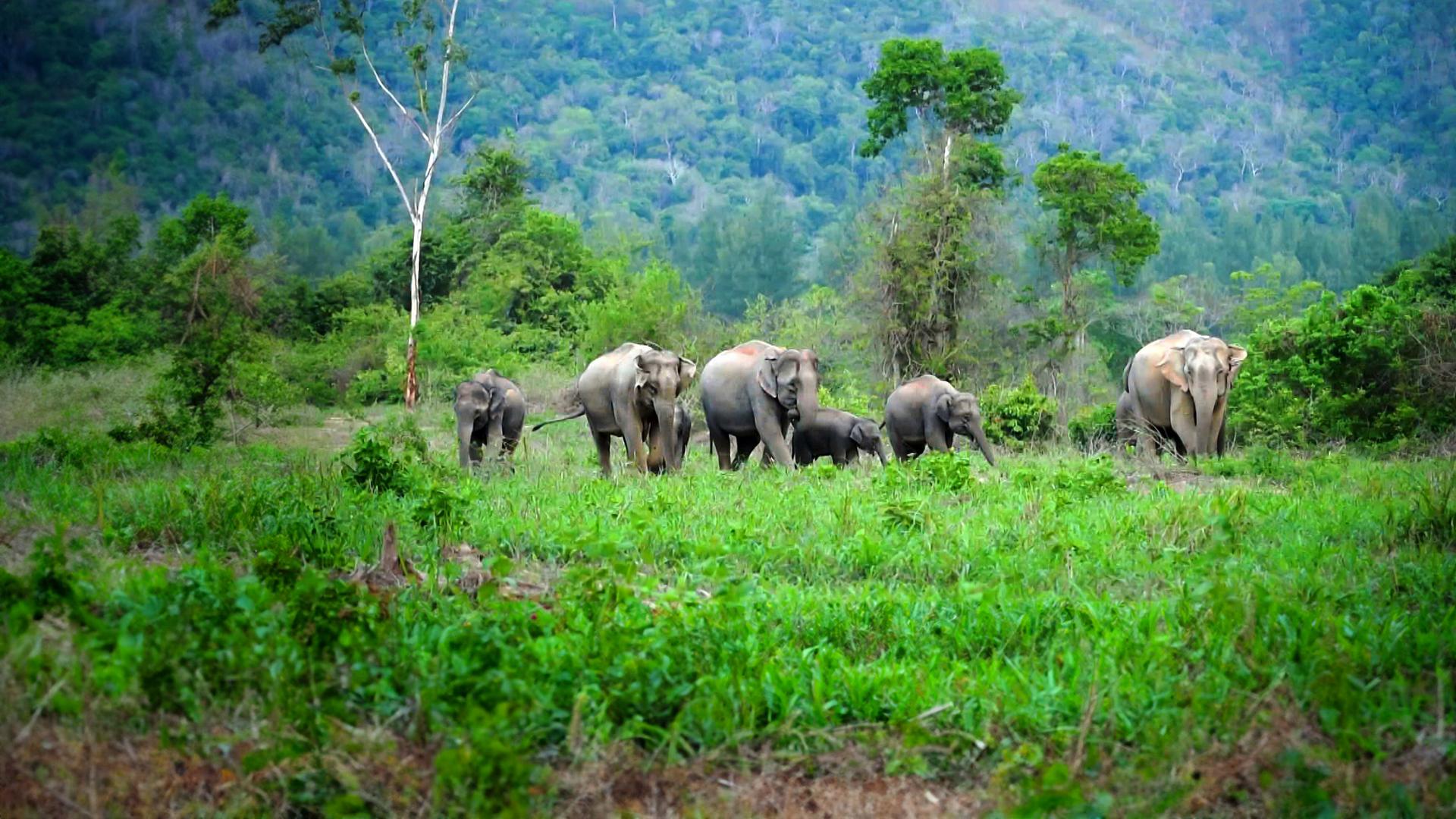  Elefantenherde in grüner Landschaft.