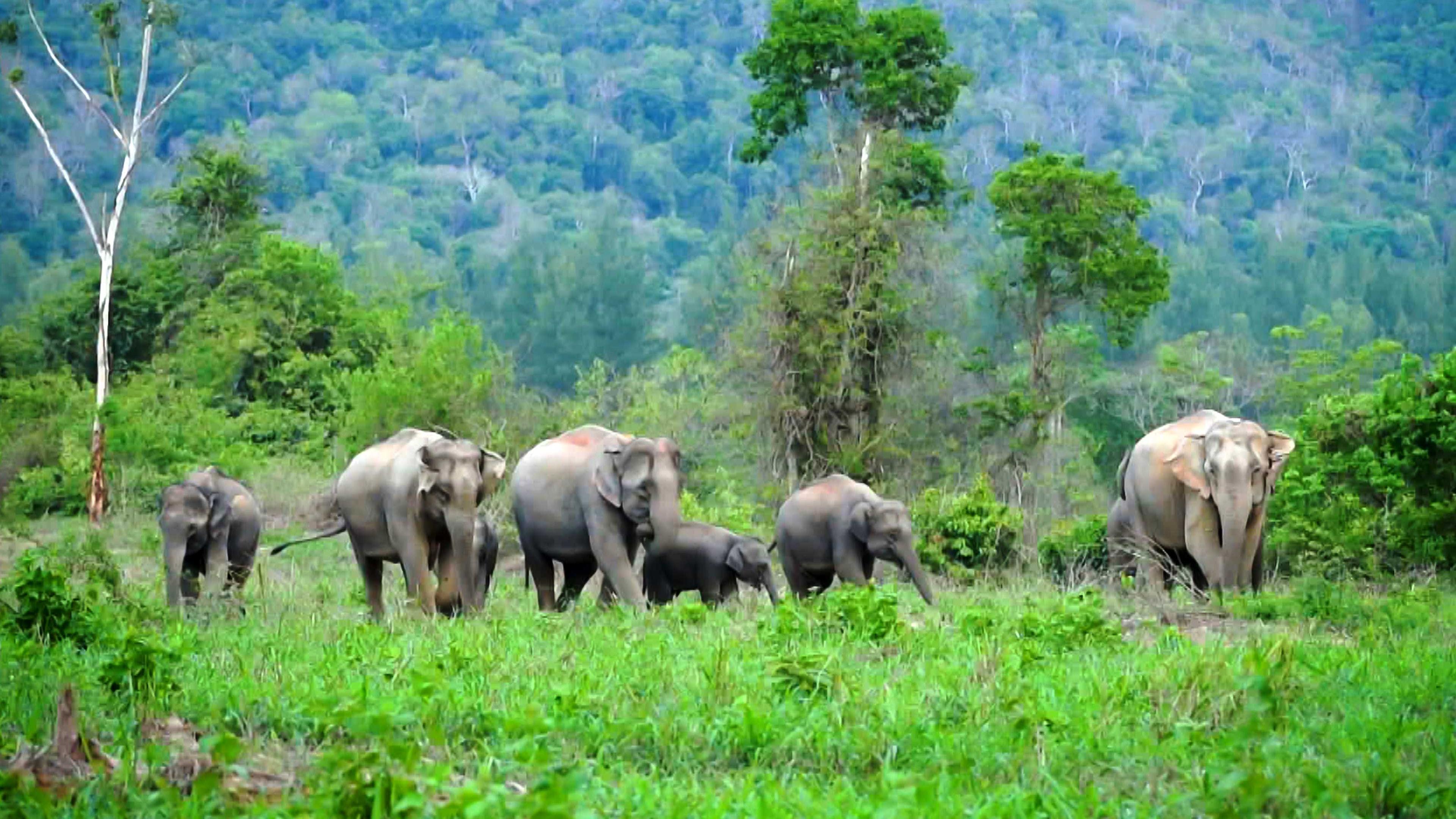  Elefantenherde in grüner Landschaft.