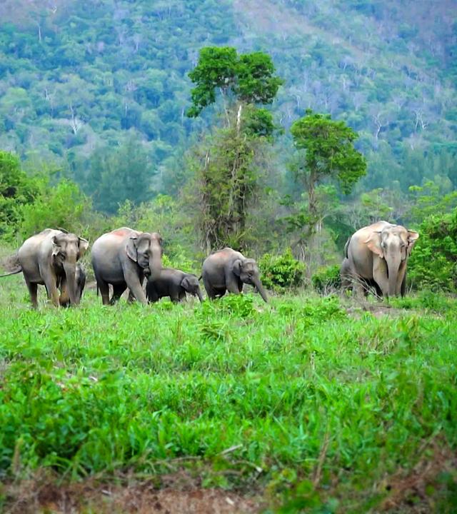  Elefantenherde in grüner Landschaft.
