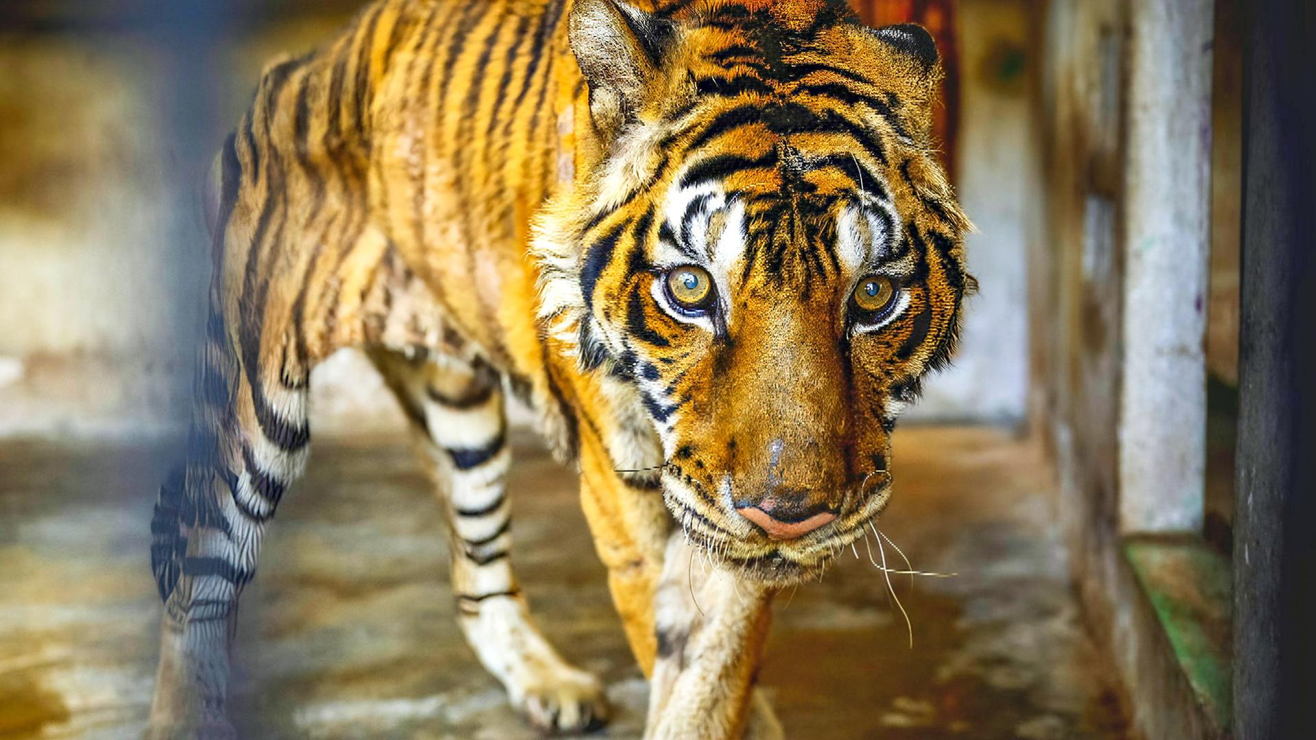 Ein abgemagerter Tiger steht in einem Raum mit Betonwänden.
