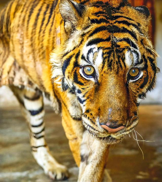 Ein abgemagerter Tiger steht in einem Raum mit Betonwänden.