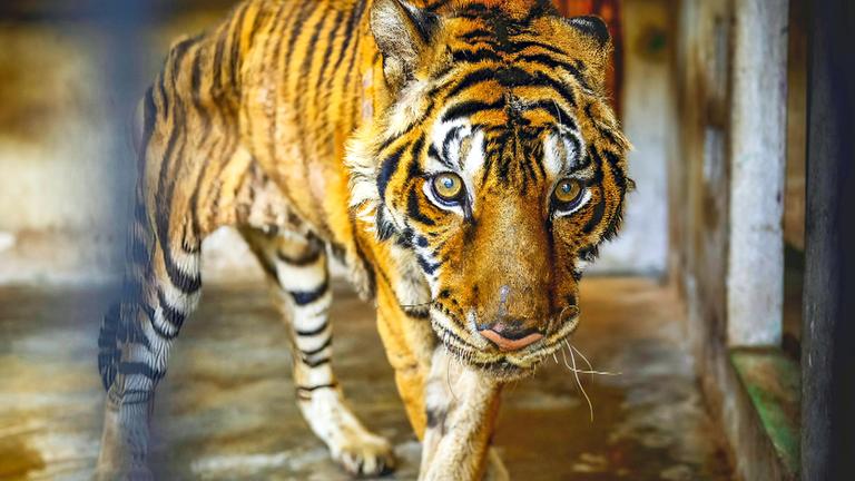 Ein abgemagerter Tiger steht in einem Raum mit Betonwänden.