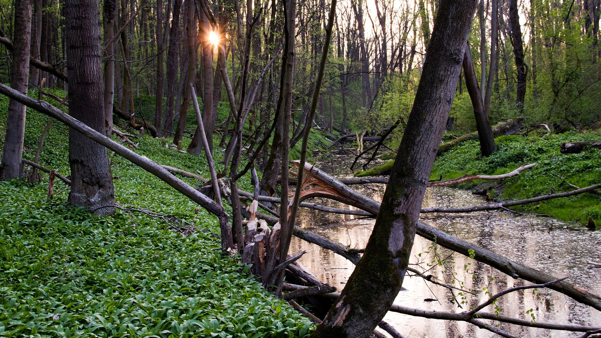 Nationalpark Donauauen