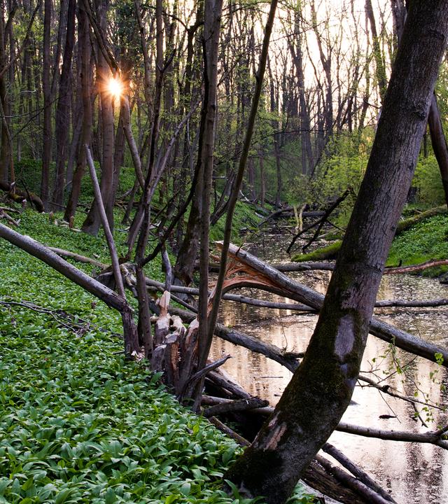 Nationalpark Donauauen