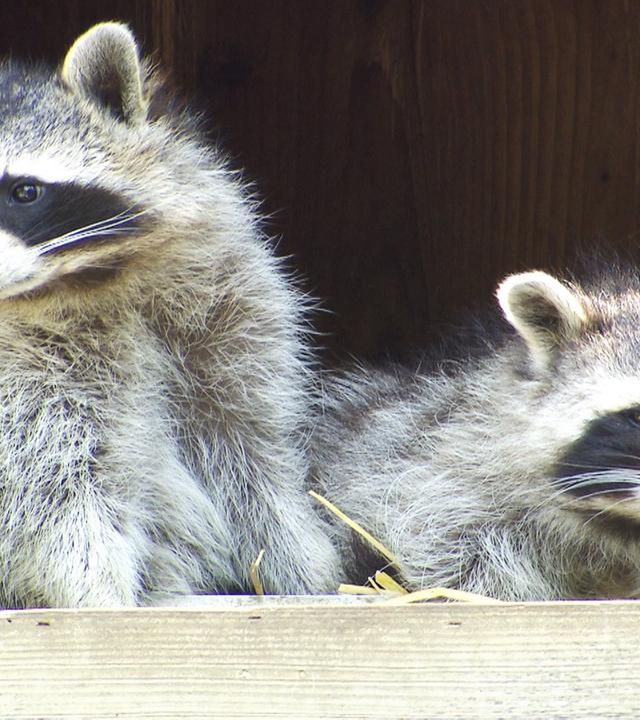 Das Bild zeigt zwei Waschbären, die in einem Holzbau leben. Die beiden Tiere sitzen nahe beieinander, einer von ihnen blickt aus dem Fenster des Geheges. Die Waschbären haben ein graues Fell, eine dunkle Schnauze und charakteristische schwarz-weiße Streifen im Gesicht um die Augen. Der Hintergrund besteht aus der Holzstruktur des Geheges, das einige Nägel und eine Metallverriegelung aufweist. Das Licht scheint auf die Waschbären und das Gehege, wobei ihre Details gut sichtbar sind.