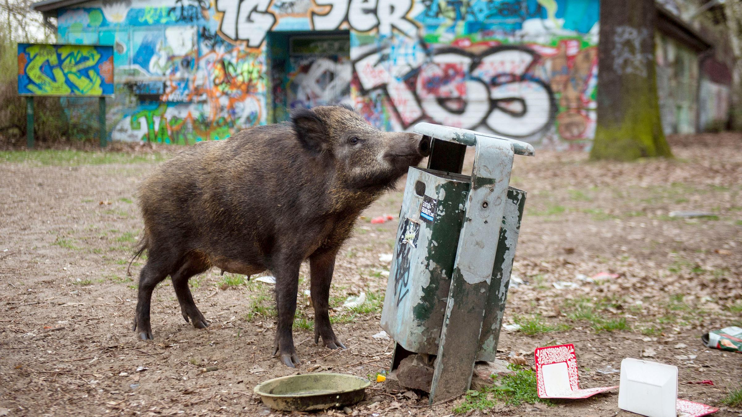 Wildschwein schüffelt an einem Mülleimer im Bezirk Tegel, Berlin
