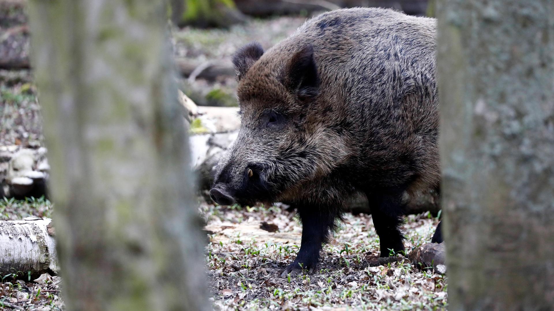 Wildschwein im Wald
