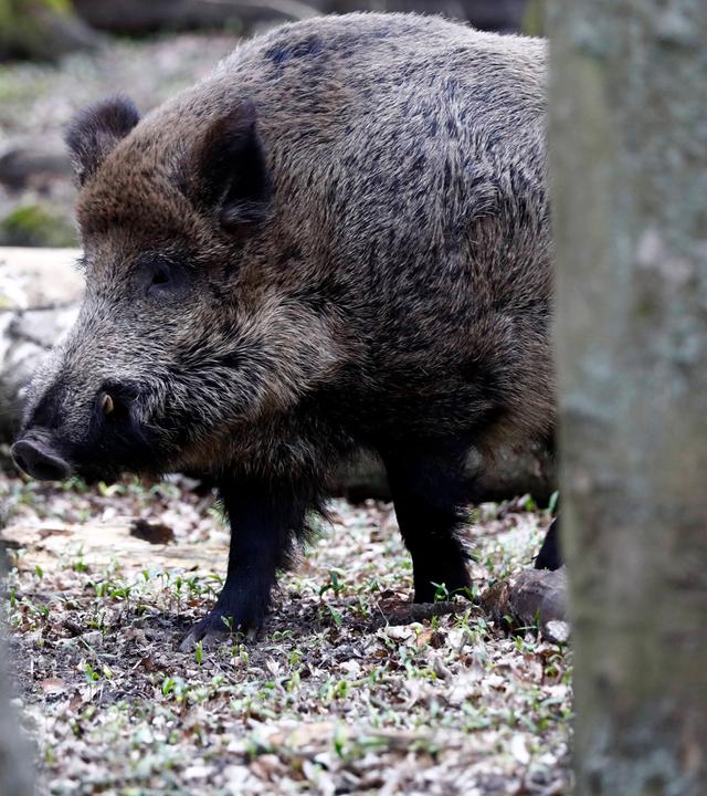 Wildschwein im Wald