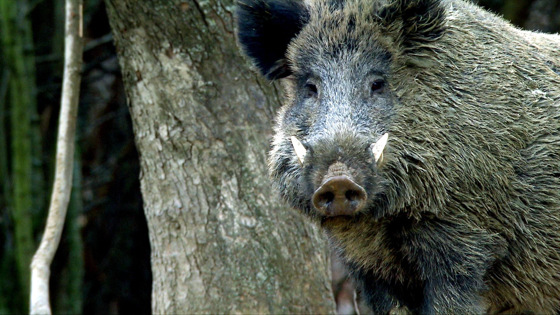 Ein ausgewachsener Eber auf Brautschau 