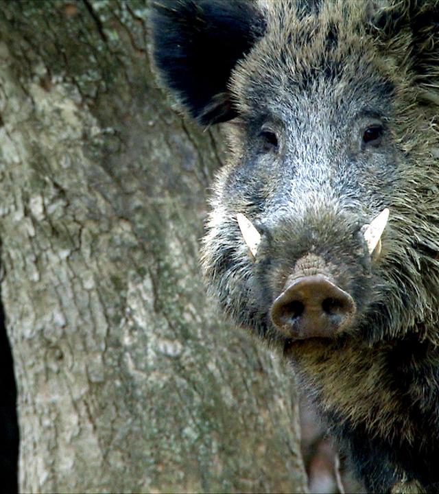 Ein ausgewachsener Eber auf Brautschau 