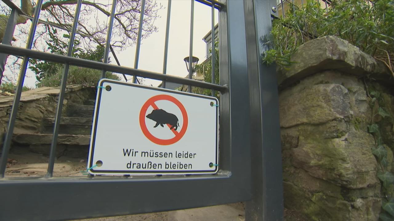 Wildschweinplage in Boppard