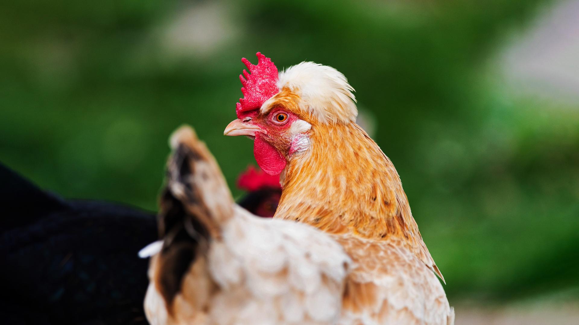 Ein Haushuhn mit einem auffälligen Kamm und Federhaube, im Profil fotografiert.