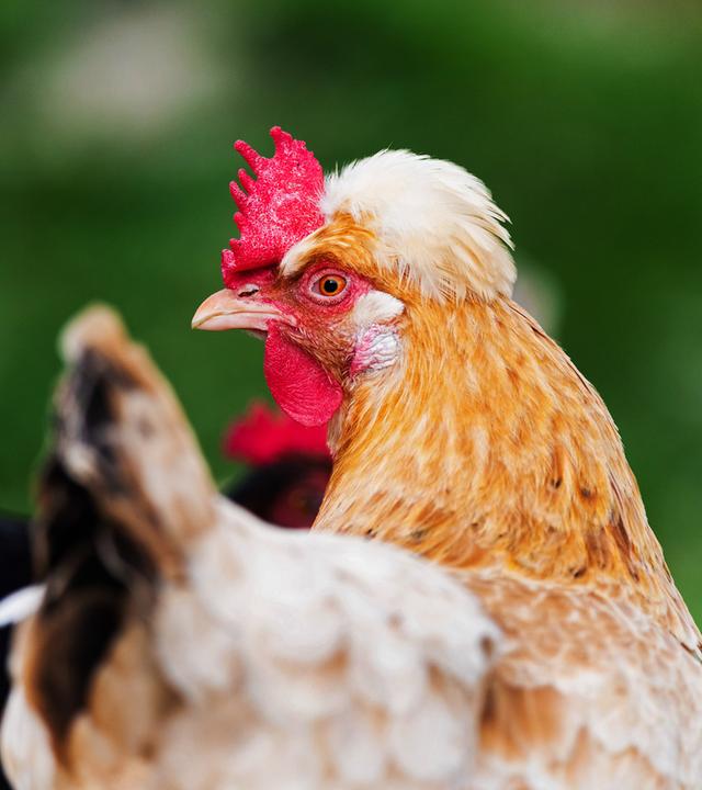 Ein Haushuhn mit einem auffälligen Kamm und Federhaube, im Profil fotografiert.