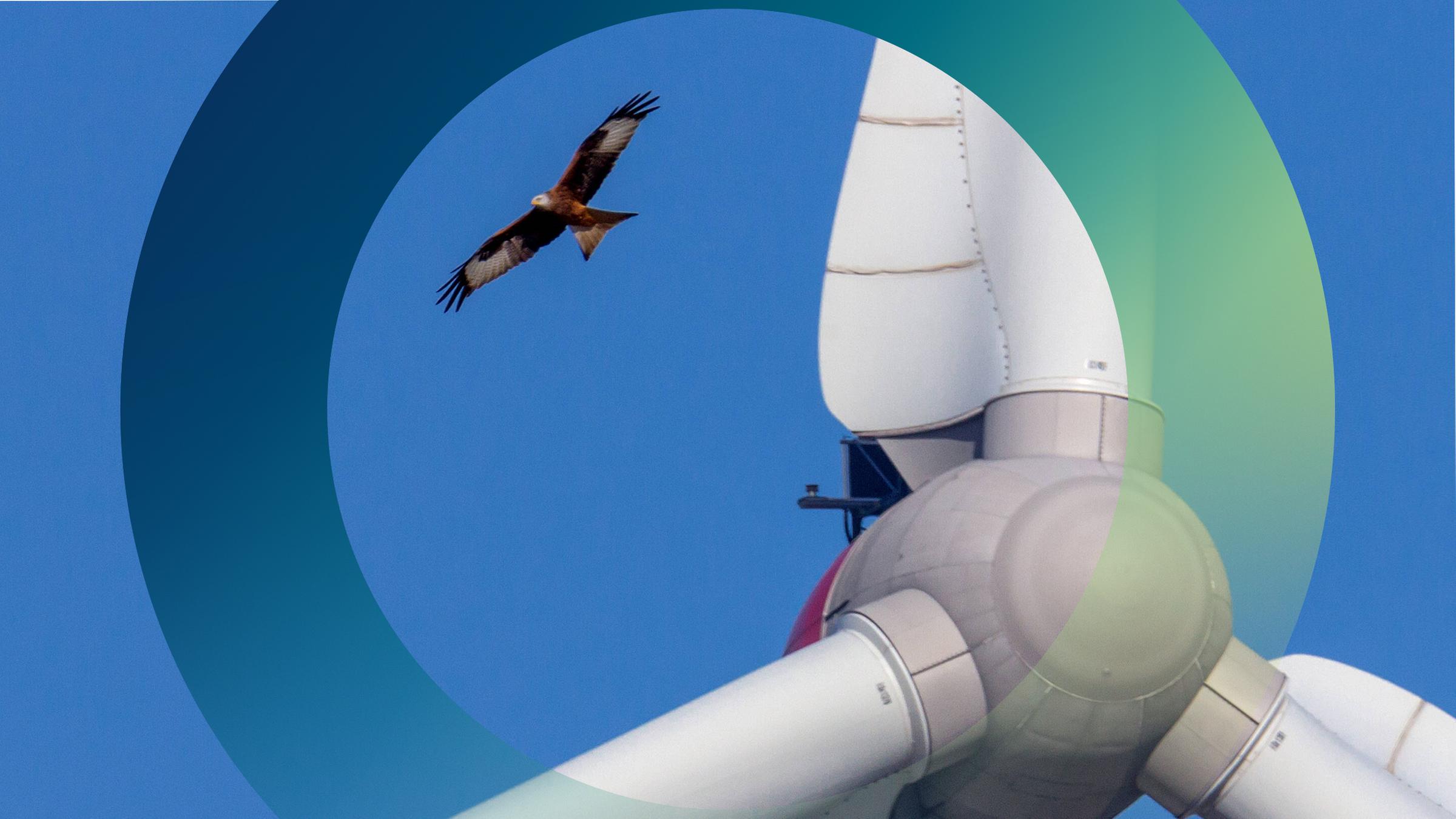 Windrad und Rotmilan