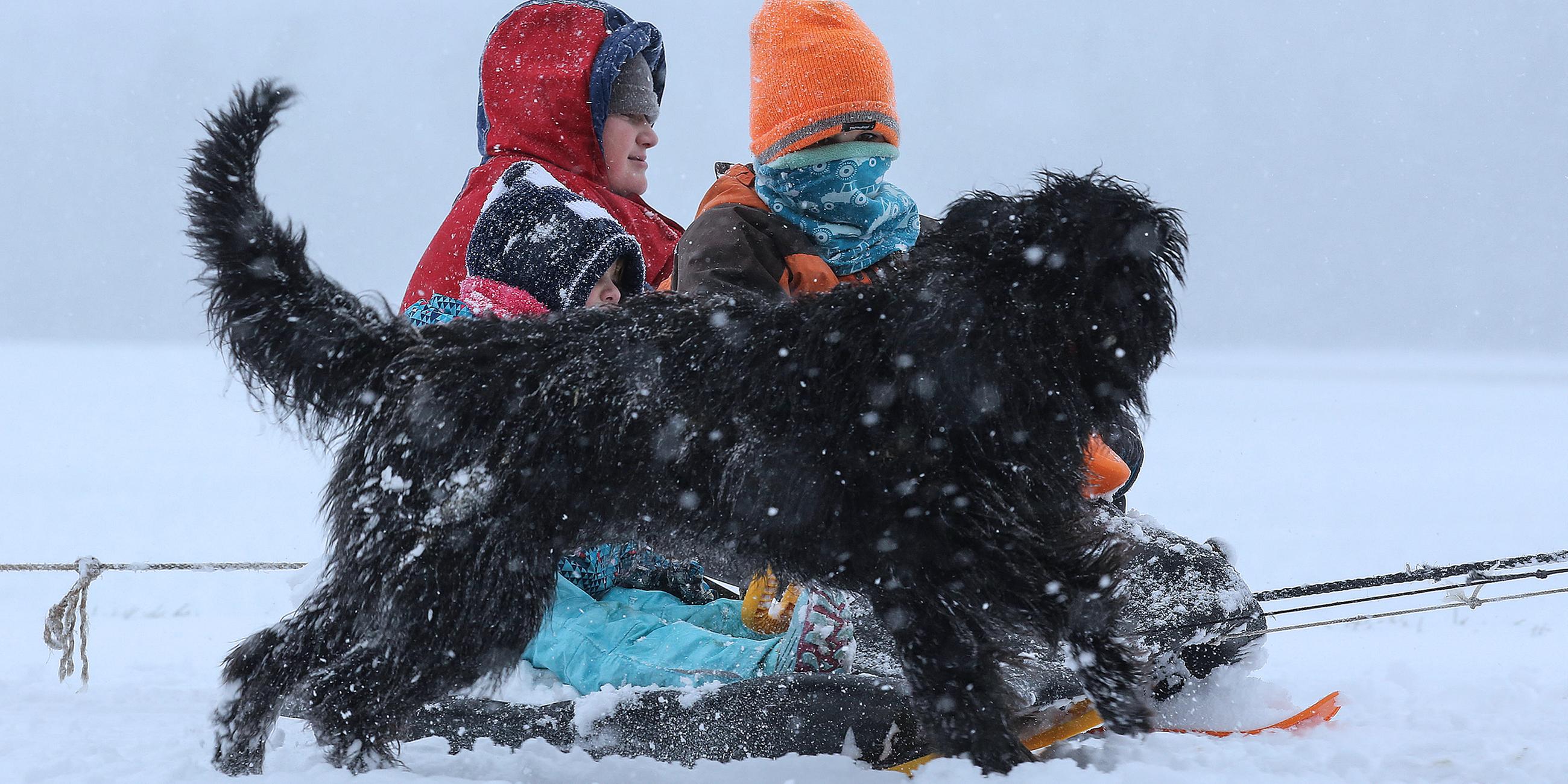 Ein Hund springt neben Kindern her, die auf Schlitten im Schnee unterwegs sind.