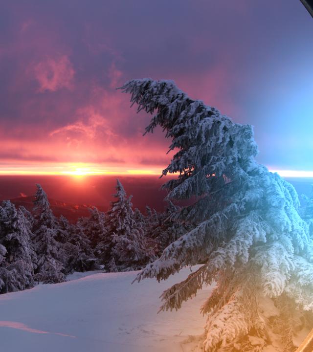 Eine schneebedeckte Landschaft mit schiefen Tannen, getaucht in das Licht der untergehenden Sonne.
