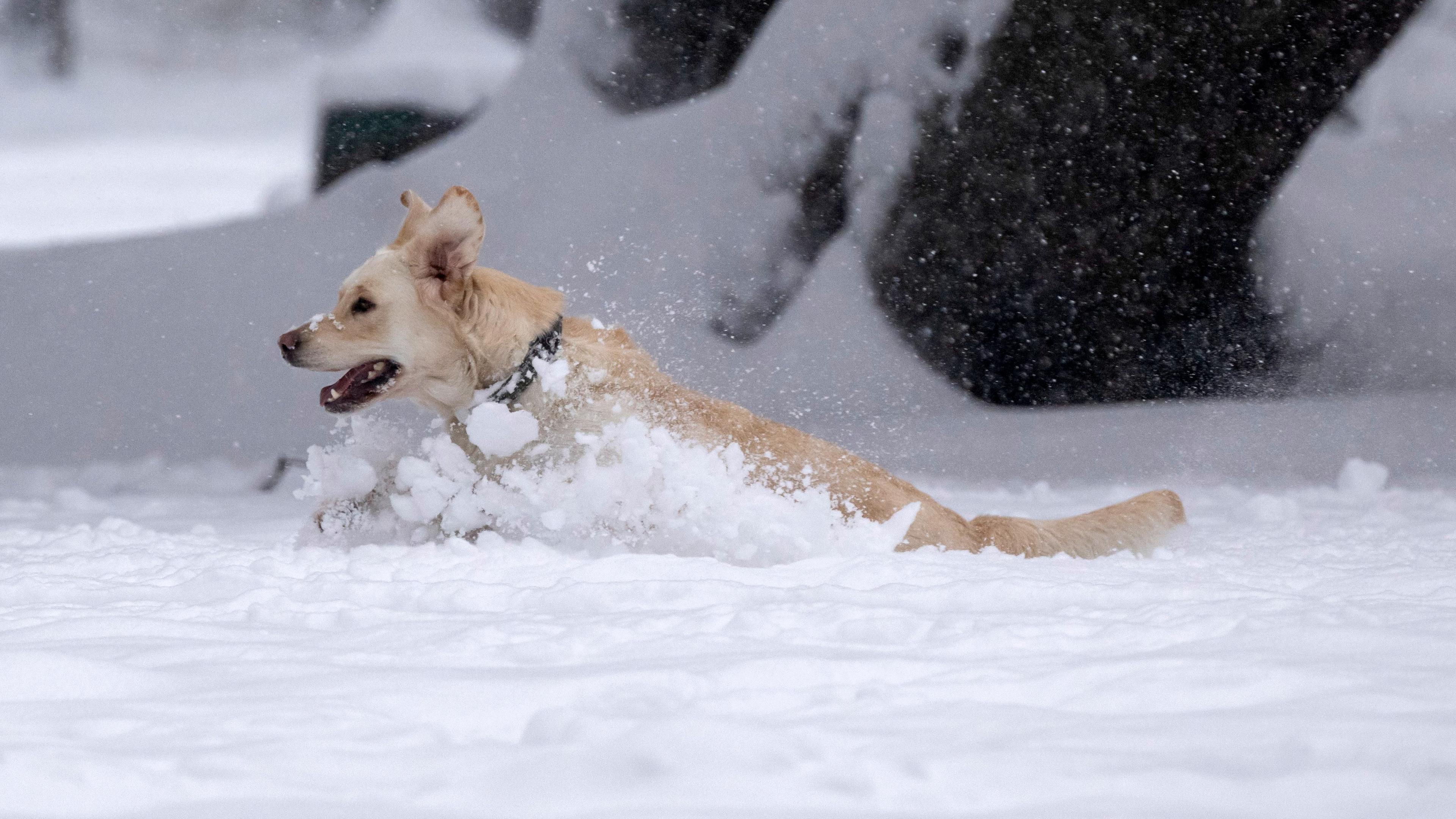  Ein Hund tollt im tiefen Schnee in einem Parkin München am 02.12.2023.