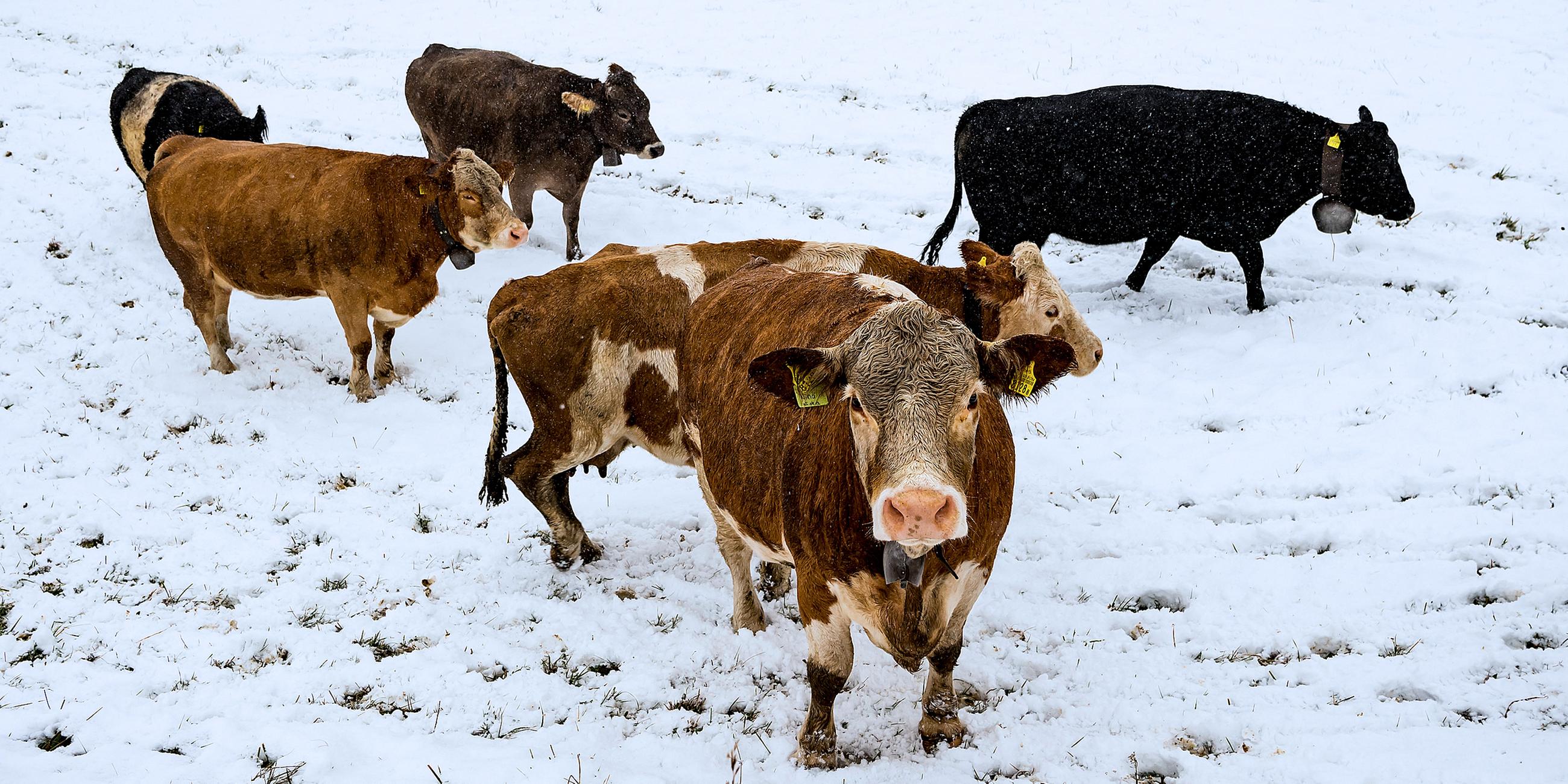 Archiv: Kühe suchen auf einem frisch verschneiten Feld nach Gras