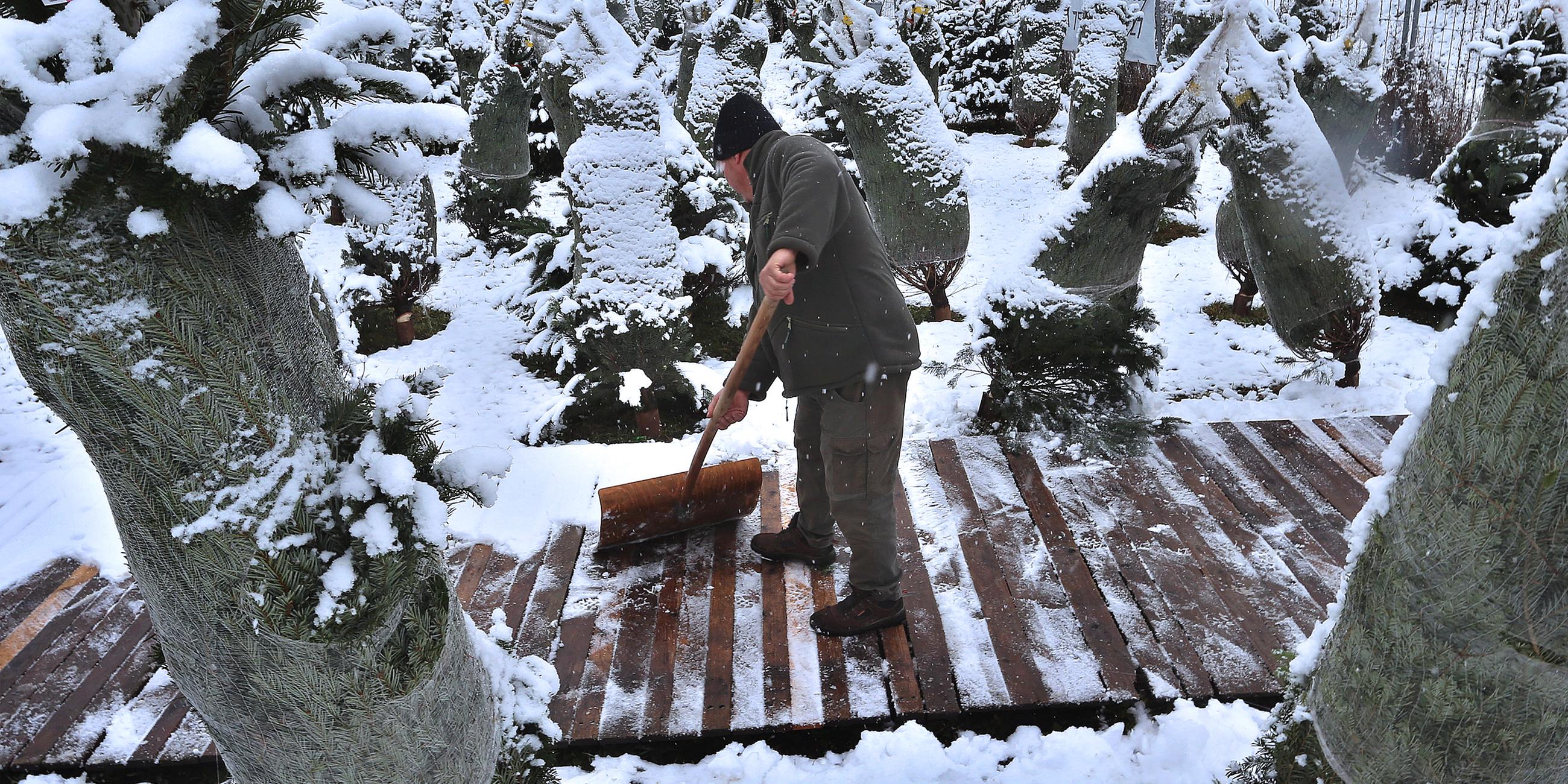 Ein Weihnachtsbaumverkäufer befreit die Wege auf seinem Gelände vom Schnee.