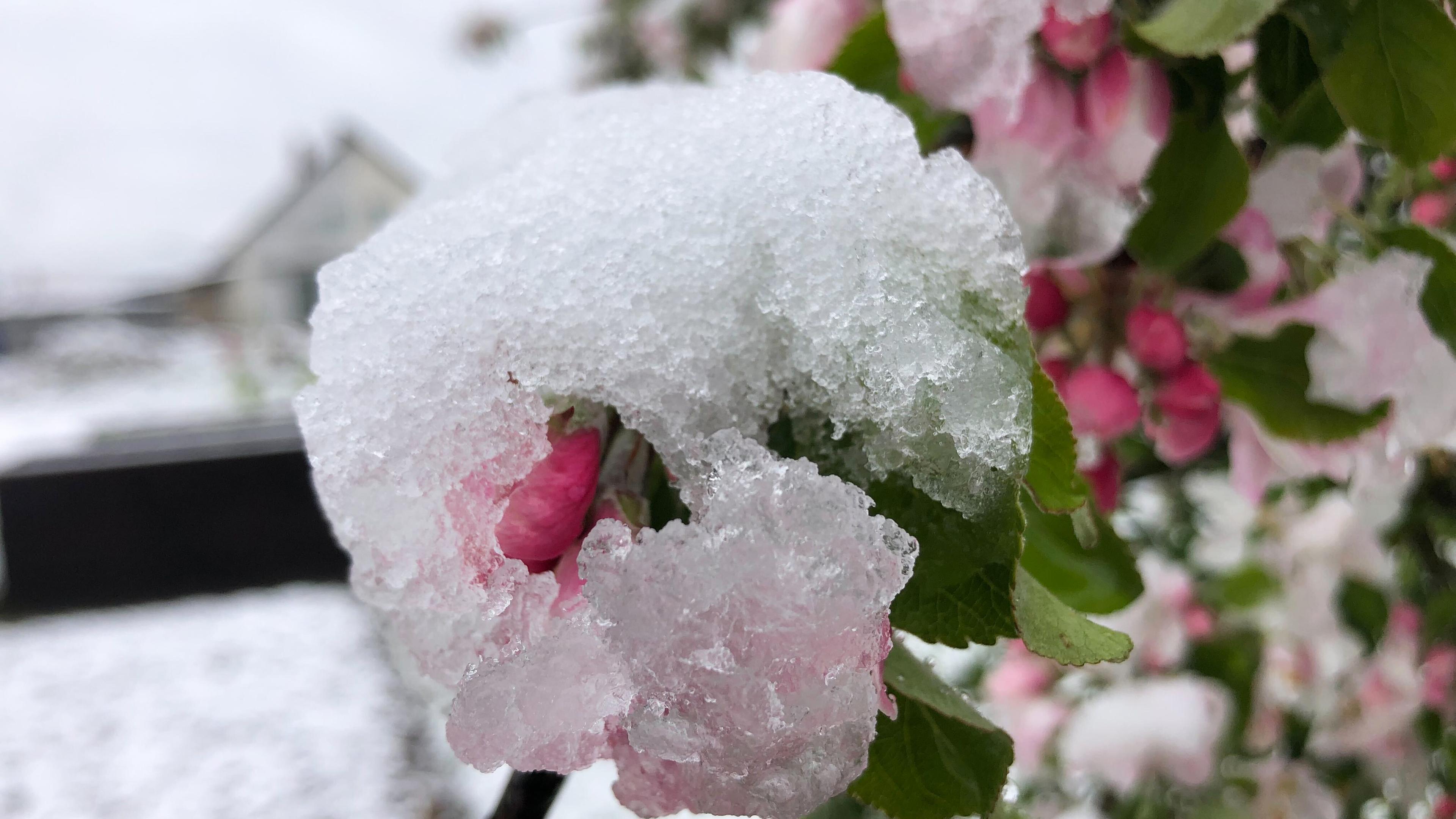 Die Blüten eines Apfelbaums in einem Garten in Bamberg sind mit Schnee bedeckt. 