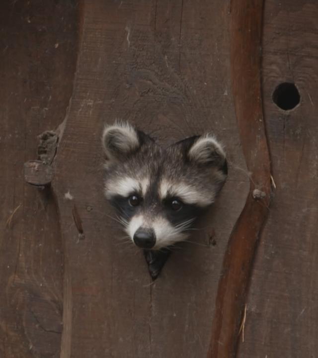 Winterschlaf im Wildpark
