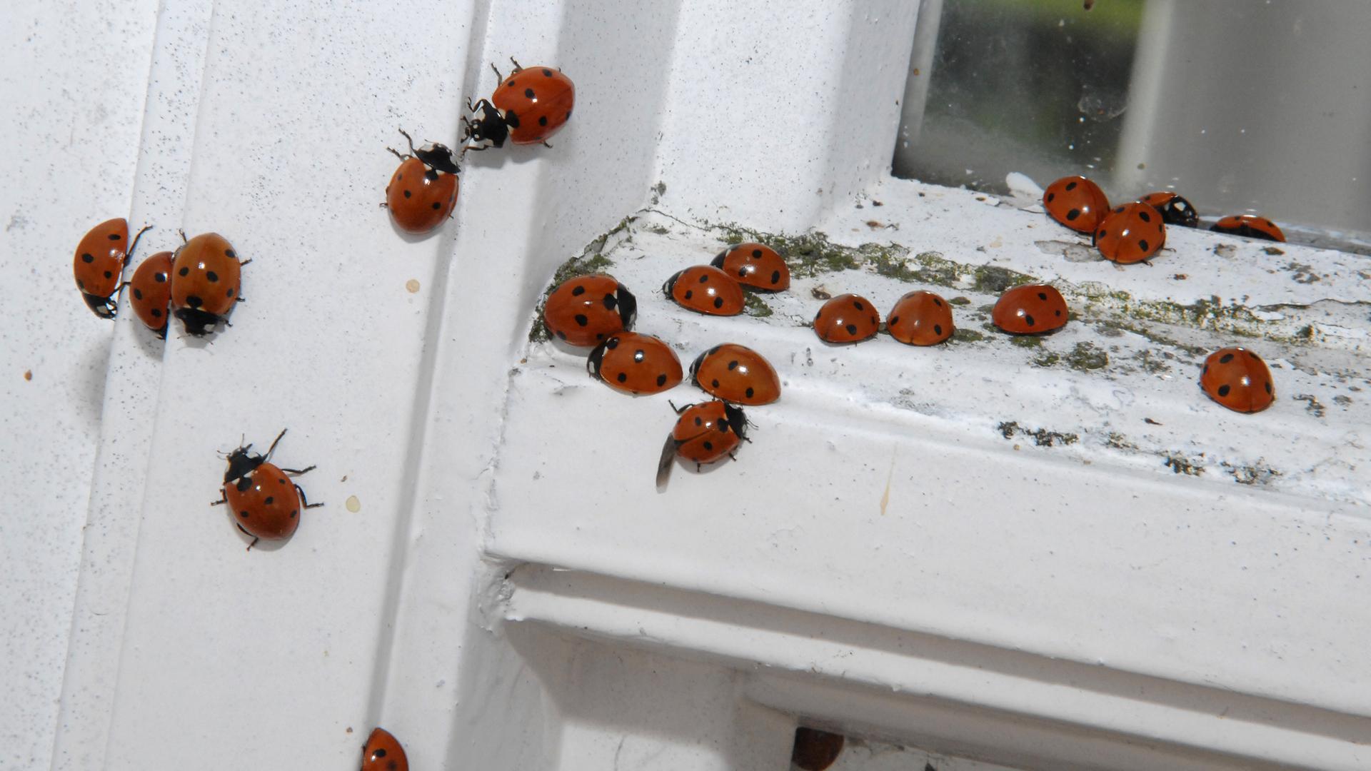 Viele Marienkäfer rotten sich an einem Fensterrahmen zusammen.