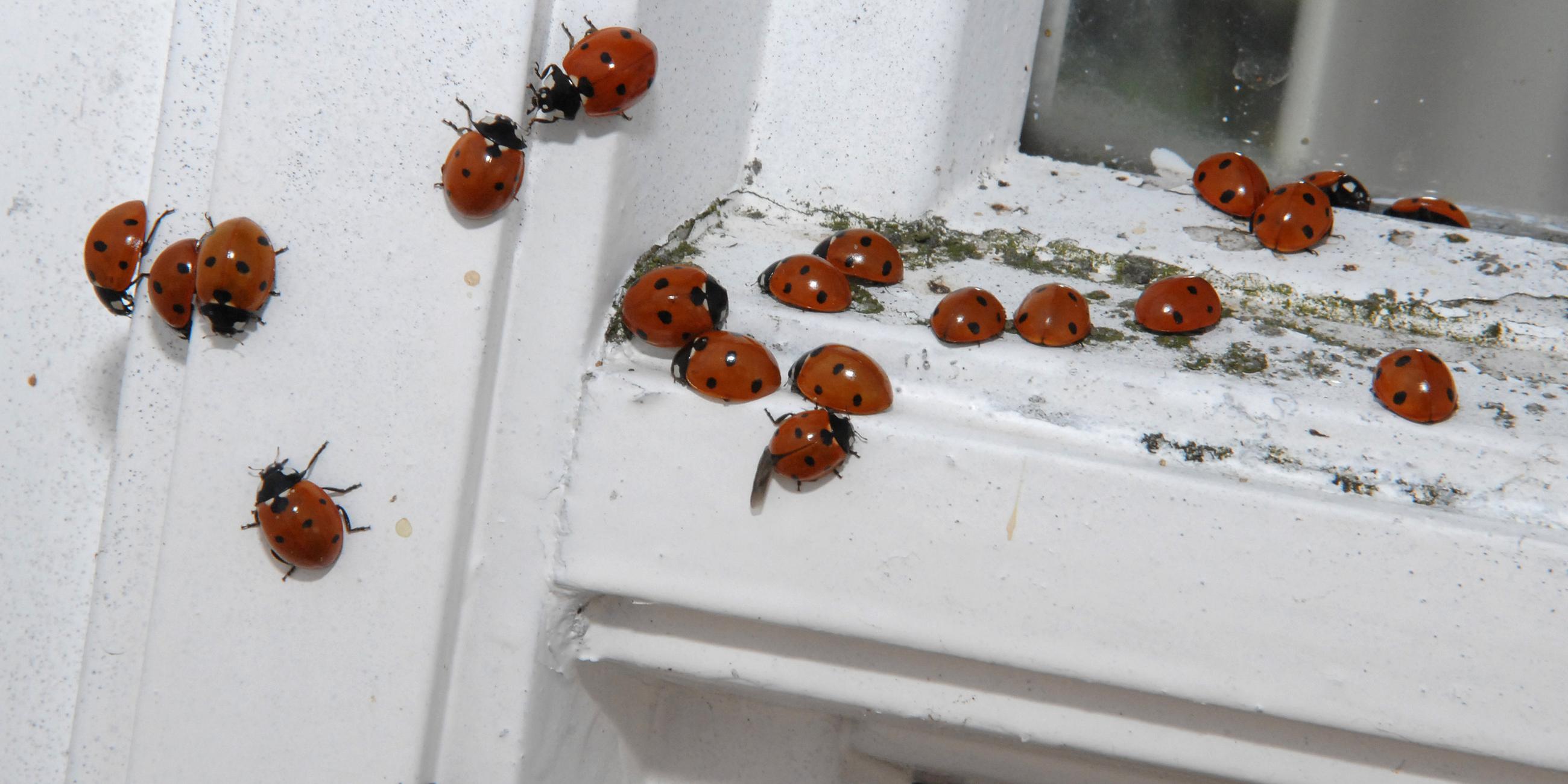 Viele Marienkäfer rotten sich an einem Fensterrahmen zusammen.