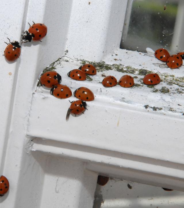 Viele Marienkäfer rotten sich an einem Fensterrahmen zusammen.