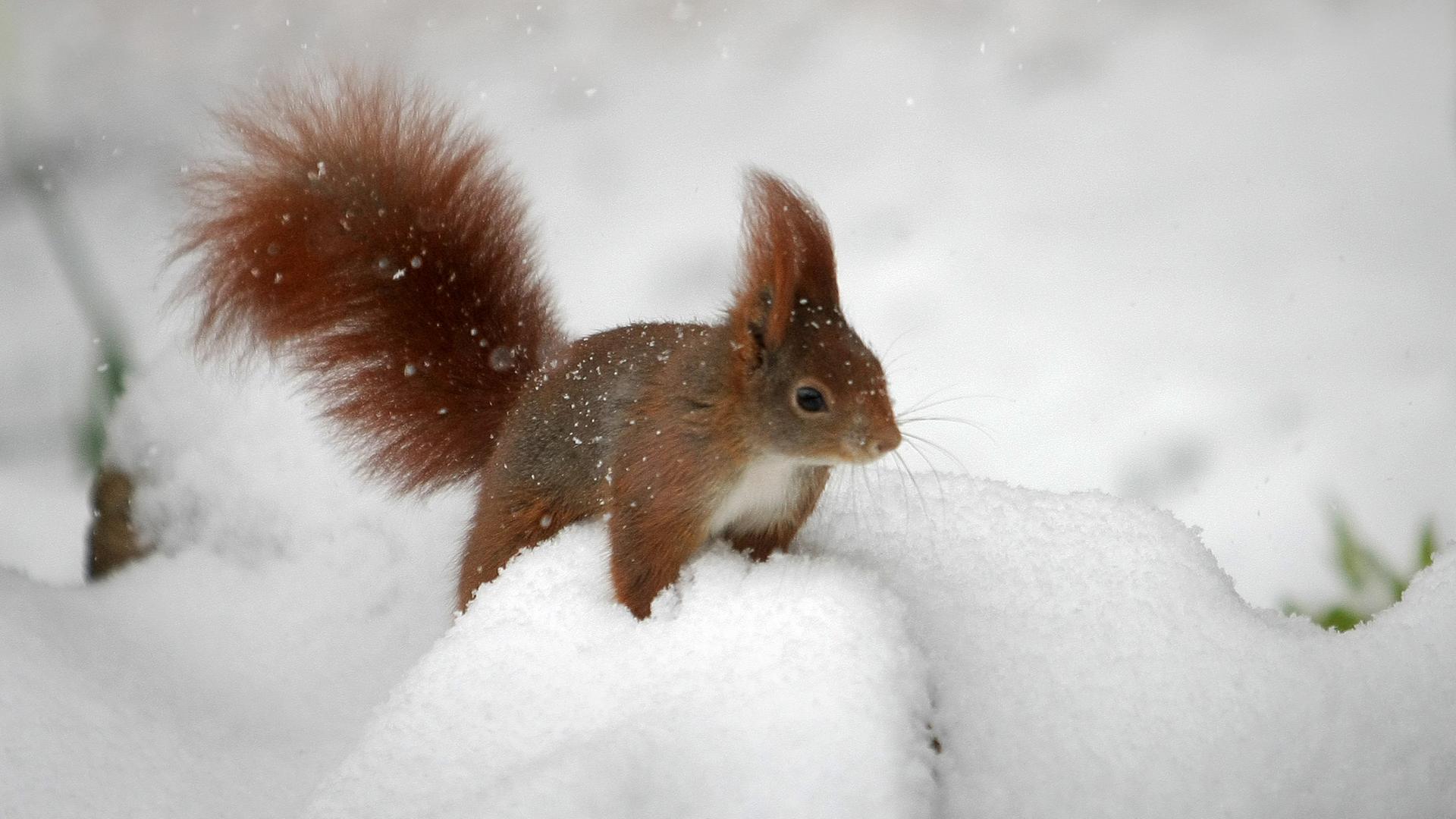 Ein Eichhörnchen sitzt auf einem kleinen Schneehaufen.