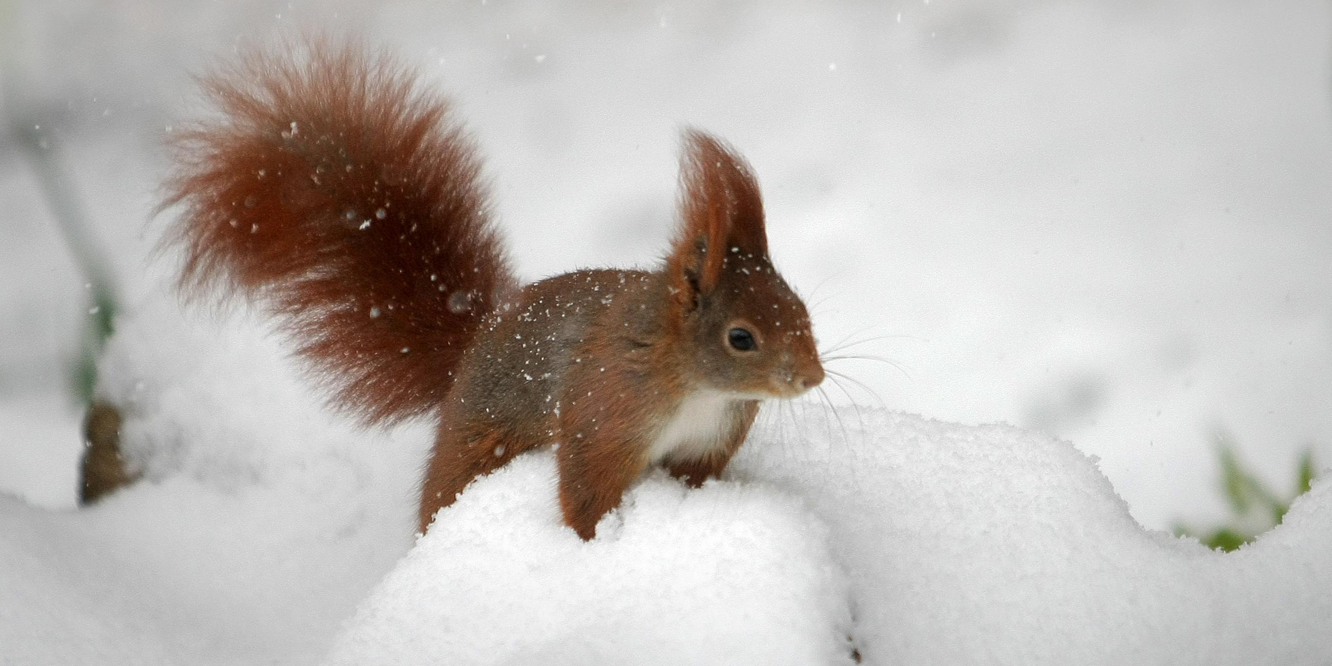 Ein Eichhörnchen sitzt auf einem kleinen Schneehaufen.