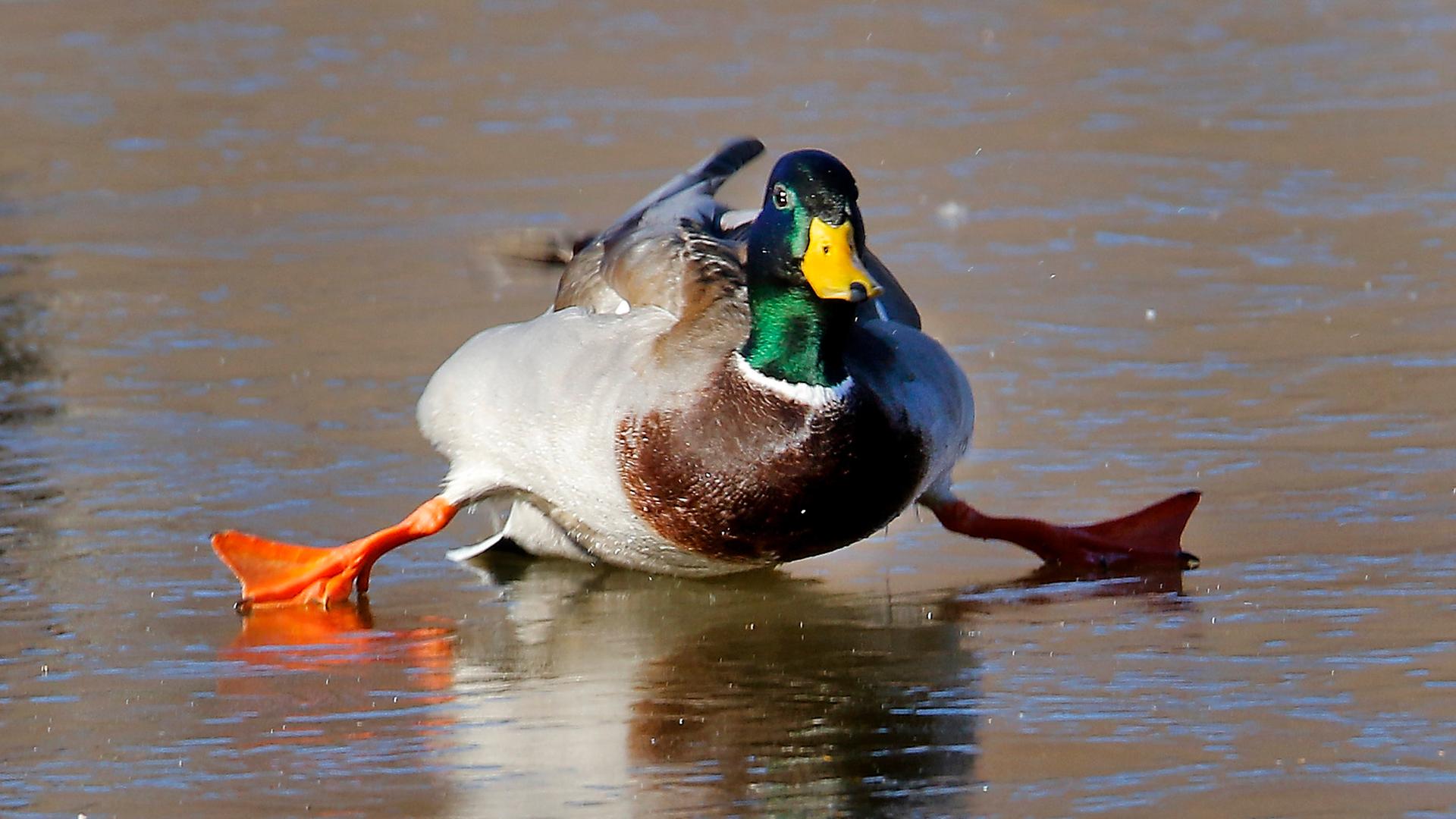 Eine Ente rutscht auf einem zugefrorenen See.