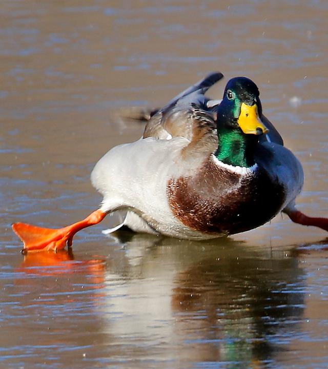 Eine Ente rutscht auf einem zugefrorenen See.