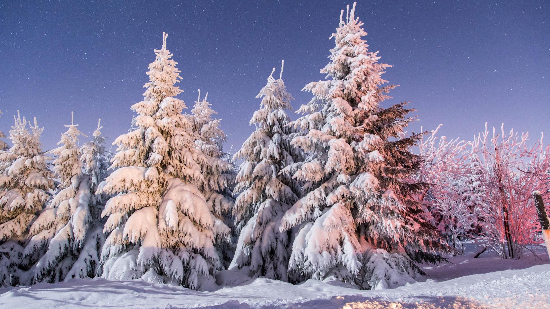 Ein Nadelwald ist bedeckt mit Schnee