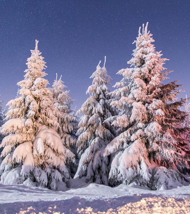 Ein Nadelwald ist bedeckt mit Schnee