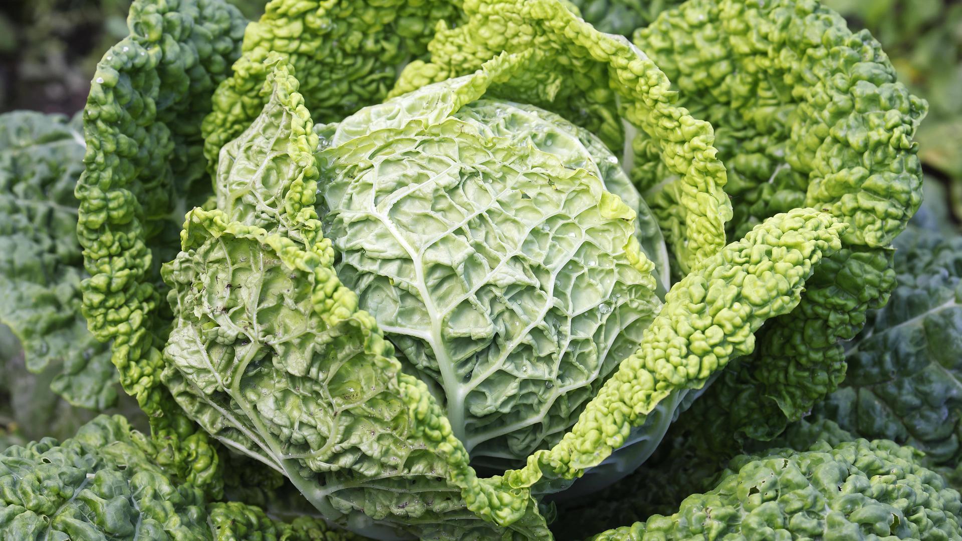 Flammkuchen und Pasta - alles mit Wirsing