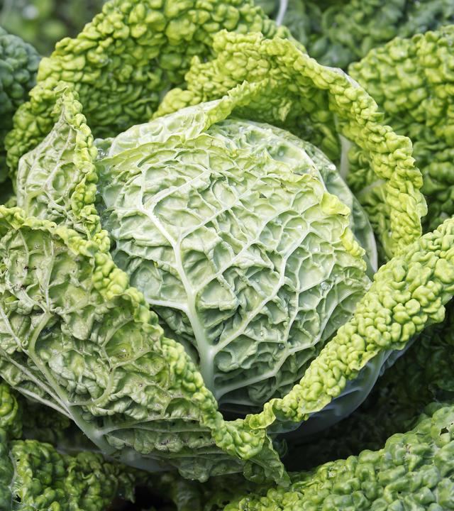 Flammkuchen und Pasta - alles mit Wirsing