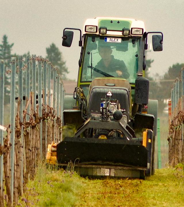 Ein Traktor fährt durch einen Weinberg in Rheinland-Pfalz und bearbeitet den Boden zwischen zwei Reihen von Rebstöcken. Die Pflanzen sind noch kahl und an Drahtgestellen befestigt. Im Führerhaus sitzt eine Person am Steuer, während im Hintergrund Bäume und ein grauer Himmel zu sehen sind. Die Szene steht für den Weinbau als bedeutenden Wirtschaftszweig der Region.