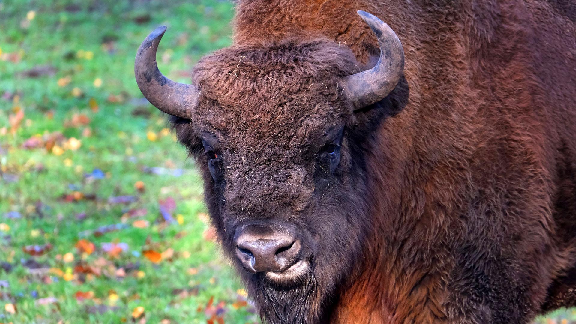 Wisent blickt in die Kamera